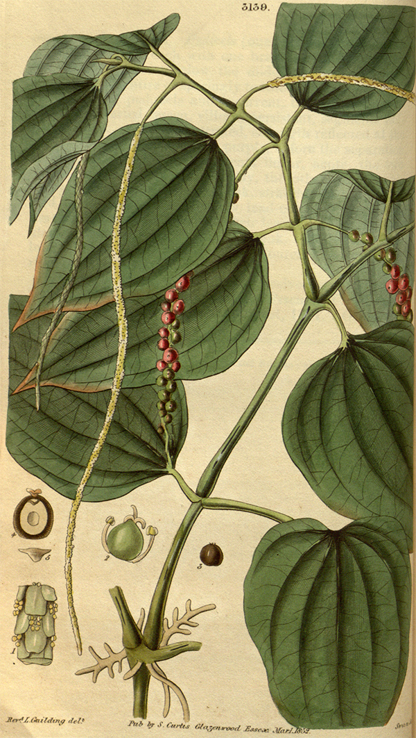 Piper nigrum — plante de poivre noir